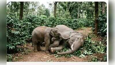Female elephant dies in Virajpet plantation; calf rescued