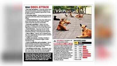 Ludh on edge as stray dog bite cases exceed 7,000