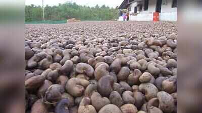 Goa produced 17.9 thousand tonnes of cashew in 2025-26