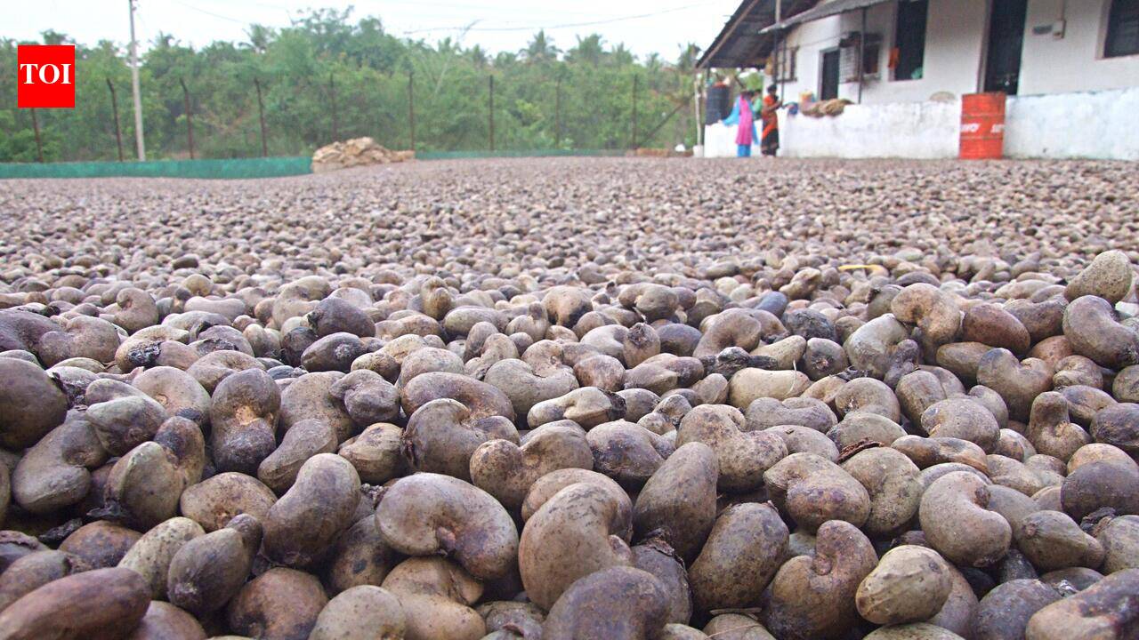 Goa produced 17.9 thousand tonnes of cashew in 2025-26