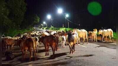 Quepem SDM orders removal of stranded cattle from demolished gaushala site