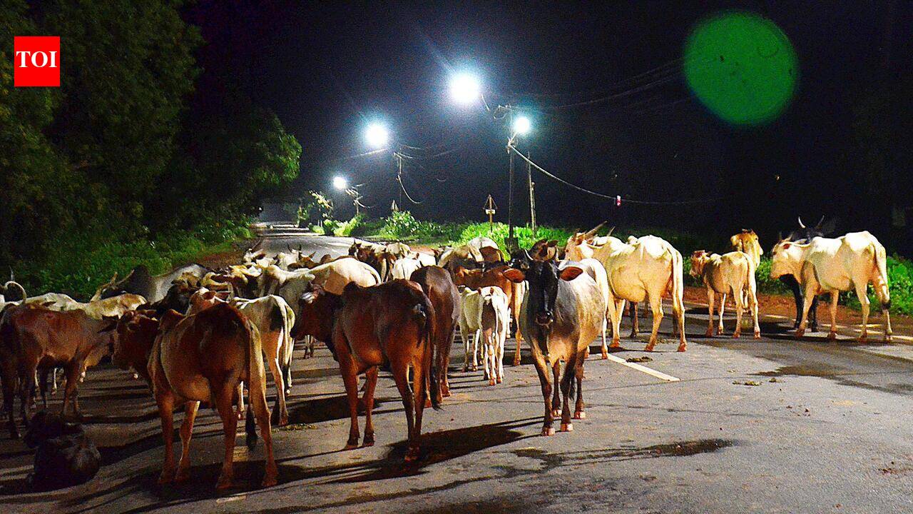 Quepem SDM orders removal of stranded cattle from demolished gaushala site
