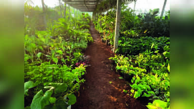Agri dept to crack down on illegal plant nurseries