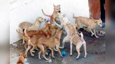 Greater Noida to sterilise 600 dogs a month, hire agency