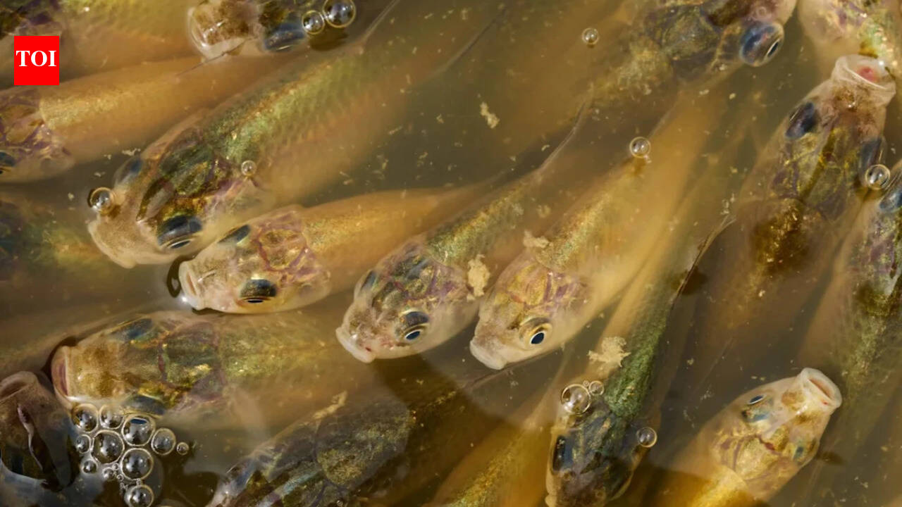 A stormwater pond in Calgary appears filled with Prussian carp; the invasive fish can produce...