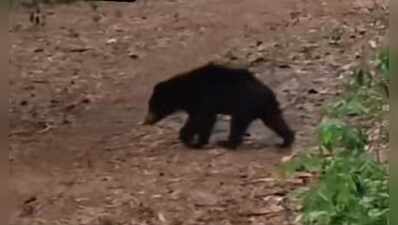 Four injured in Bear attack in Ajmer
