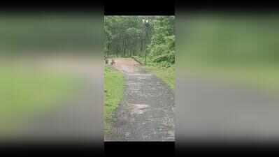 MSEDCL crew takes refuge on electricity poles in Tadoba buffer