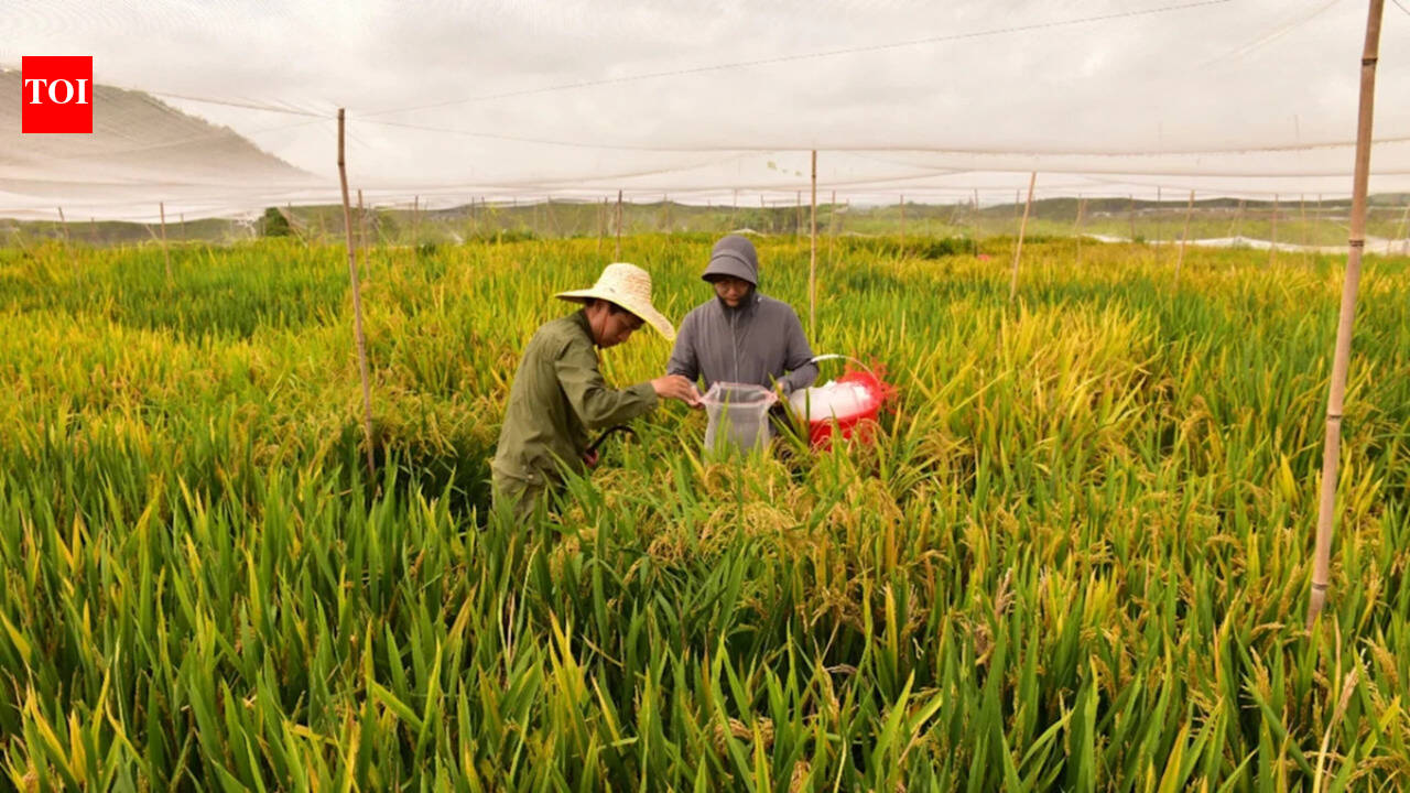 China’s new hybrid rice can preserve its high-yield traits across generations, allowing farmers to...