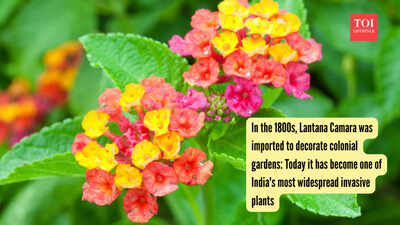 In the 1800s, Lantana Camara was imported to decorate colonial gardens: Today it has become one of India's most widespread invasive plants