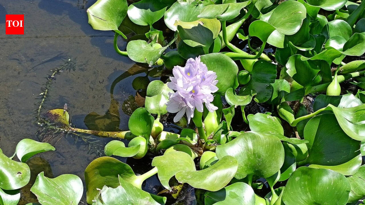 In 1896, Water Hyacinth was introduced to India for its attractive flowers, it later became one of the country's most persistent aquatic weeds
