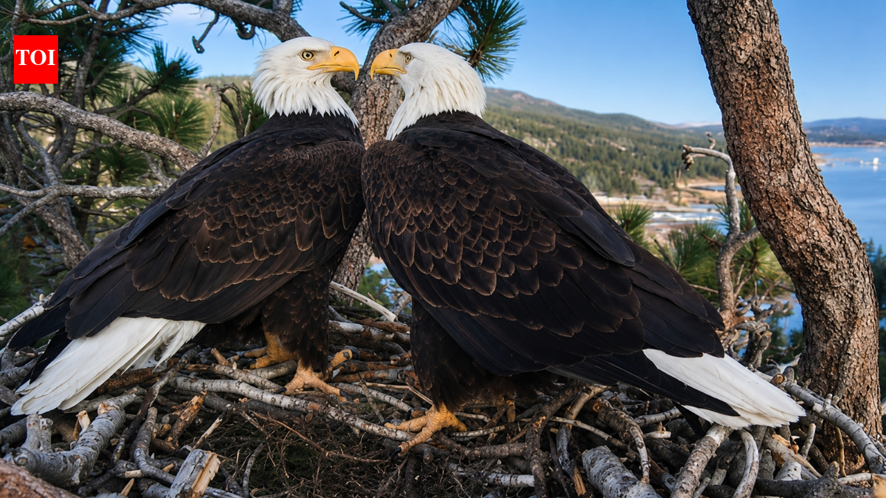 Bald eagle couple Jackie and Shadow’s viral livestream raised  million to save their California forest home from luxury development
