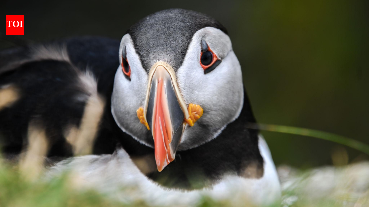 First puffin chick in 30 years just emerged from England's south coast after 15 weeks of careful monitoring, giving new hope to the country's last mainland colony