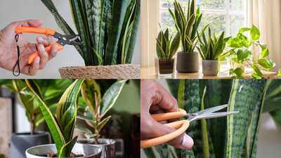 Don't throw away snake plant leaves; Here's why gardeners bury them in other pots