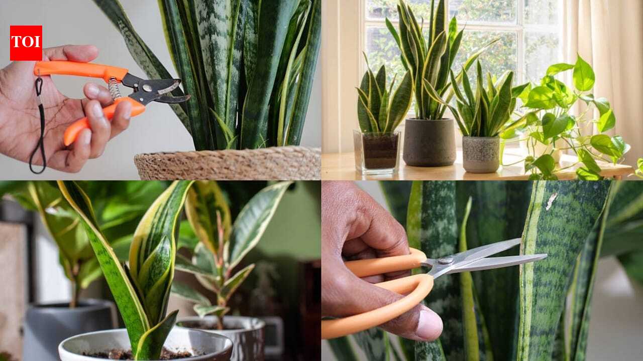 Don't throw away snake plant leaves; Here's why gardeners bury them in other pots