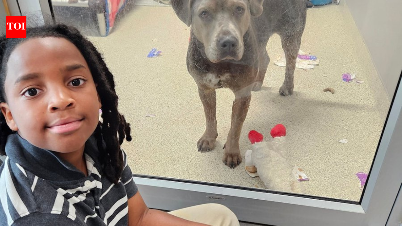Meet Nehemiah Turner: The 11-year-old Florida boy who spent more than 100 hours reading to shelter animals and changed countless lives by helping anxious pets find forever homes