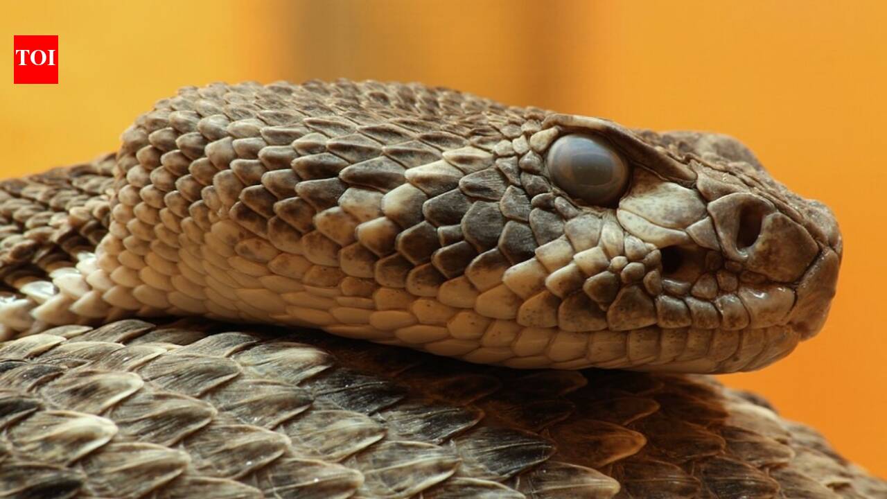 Australian brown snakes change their venom as they age, shifting from lizard-targeting neurotoxins to mammal-targeting blood-clotting toxins