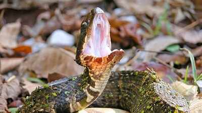 How to snake-proof a balcony or terrace garden this monsoon