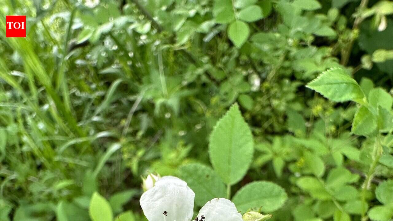 From the 1940s, multiflora rose was widely planted as a living fence; the thorny shrub now infests millions of acres across the eastern US
