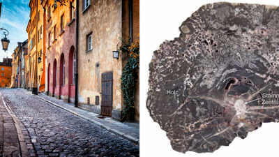 A piece of Europe 5 km down, heated to 240°C and later returned to the surface. How? Fossilised wood shows