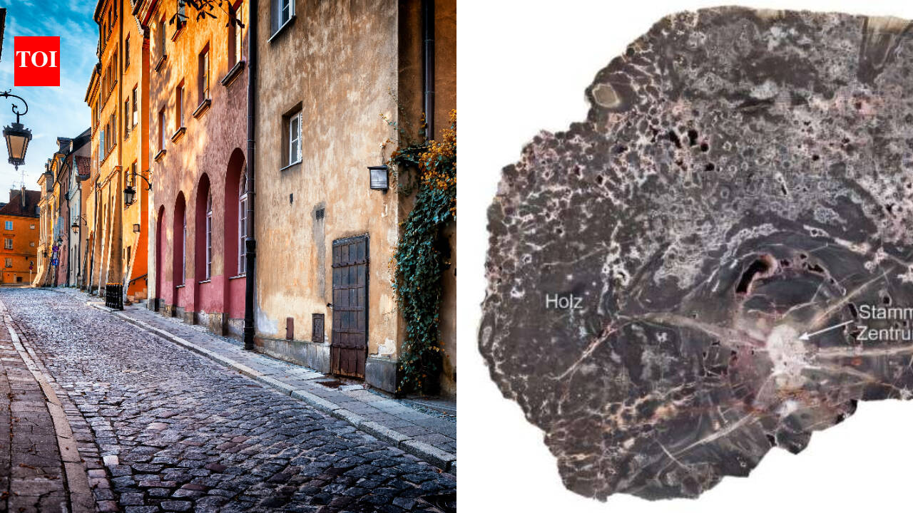Fossilised wood shows piece of Europe sank 5 km and heated to 240°C