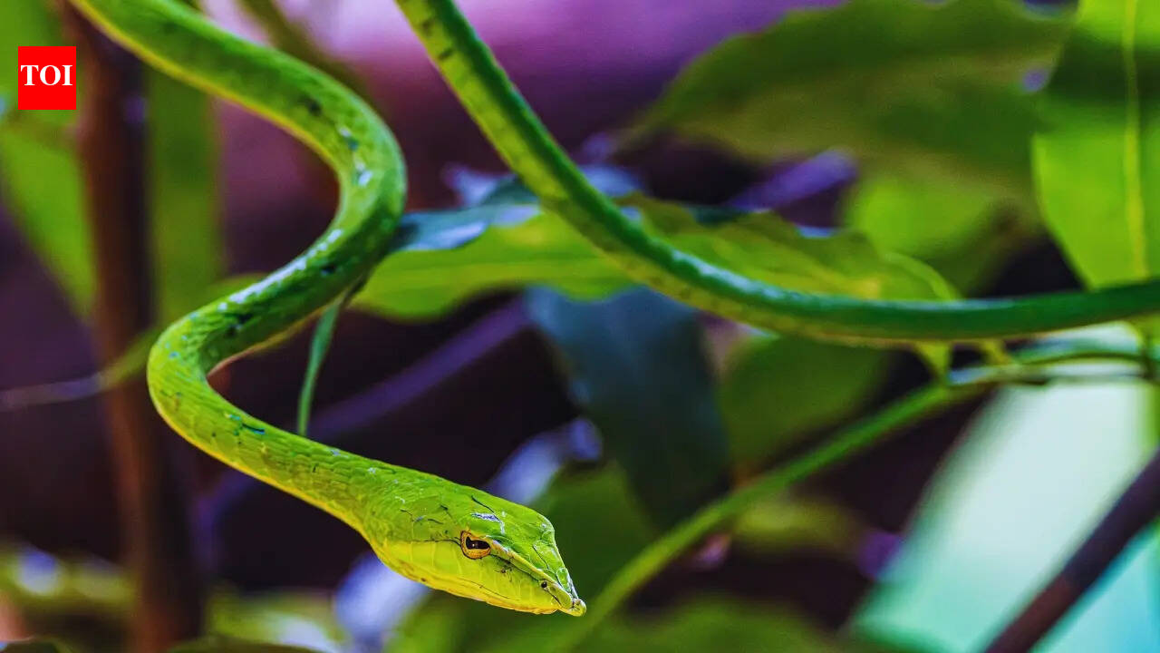 Masters of disguise: India's most elusive camouflaged snakes and where to find them