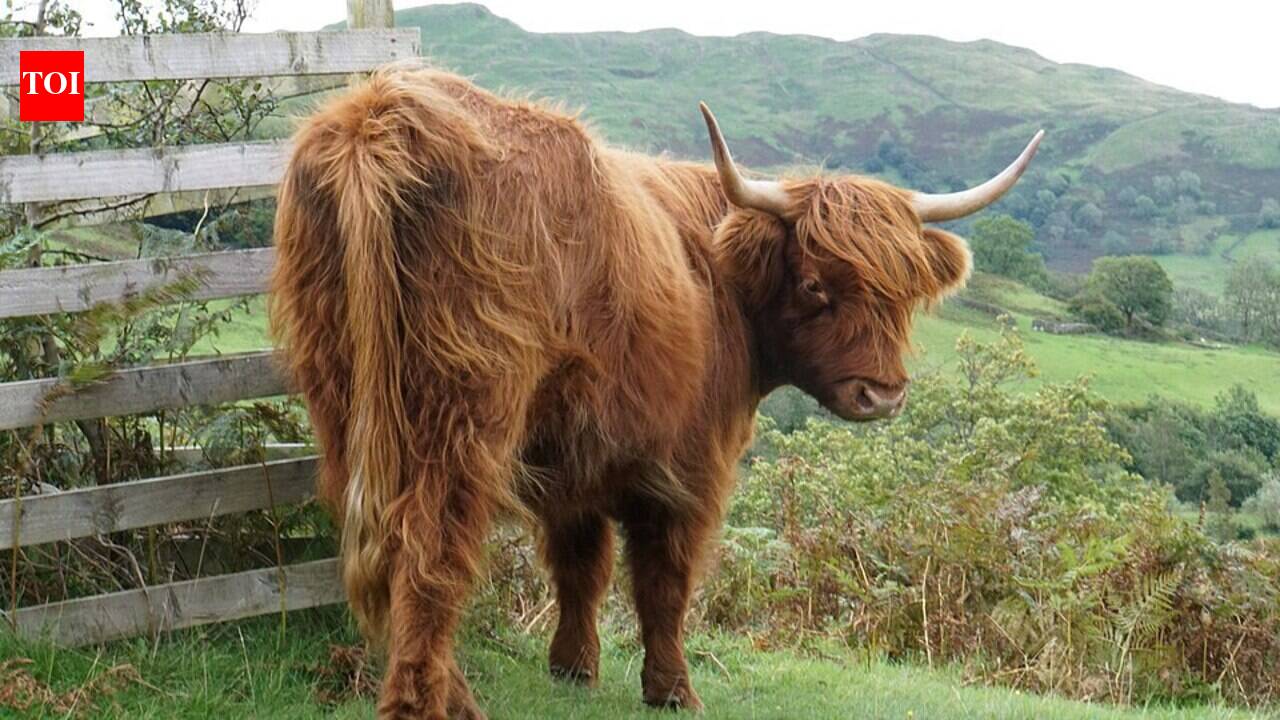 A single cow on a Swedish island has split her neighbours in two; she is grazing anyway, and ecologists say she is exactly what Amundön needs
