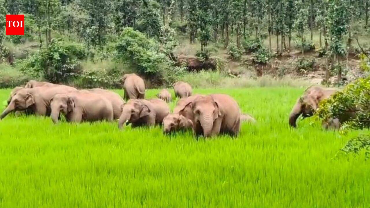Elephant attack kills man in Koderma, fifth death in four months