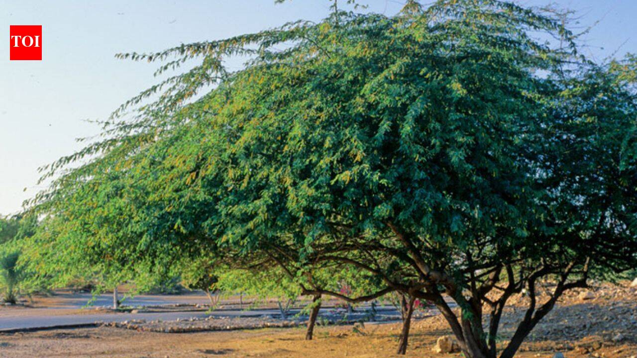 In 1876, a thorny tree was introduced to India to fight drought, more than a century later, Prosopis Juliflora still divides conservationists