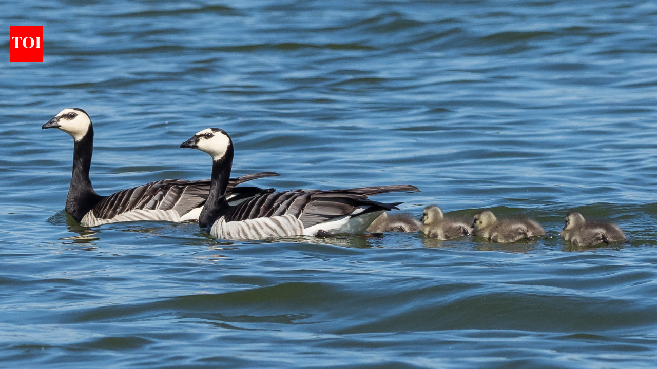 Denmark’s protected geese can cut winter wheat yields by about 7% to 10% when grazing continues into late spring, field data shows