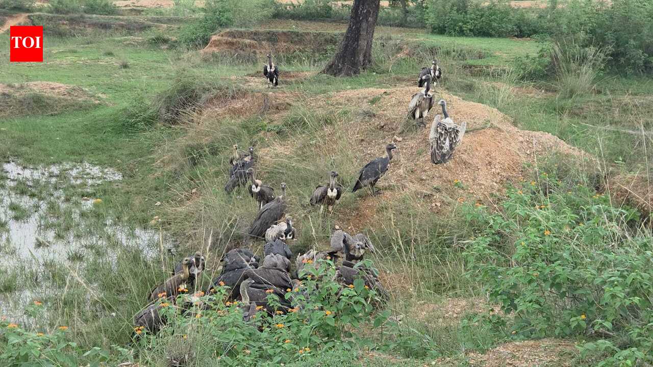 Endangered Indian vultures successfully breed in Hazaribag district