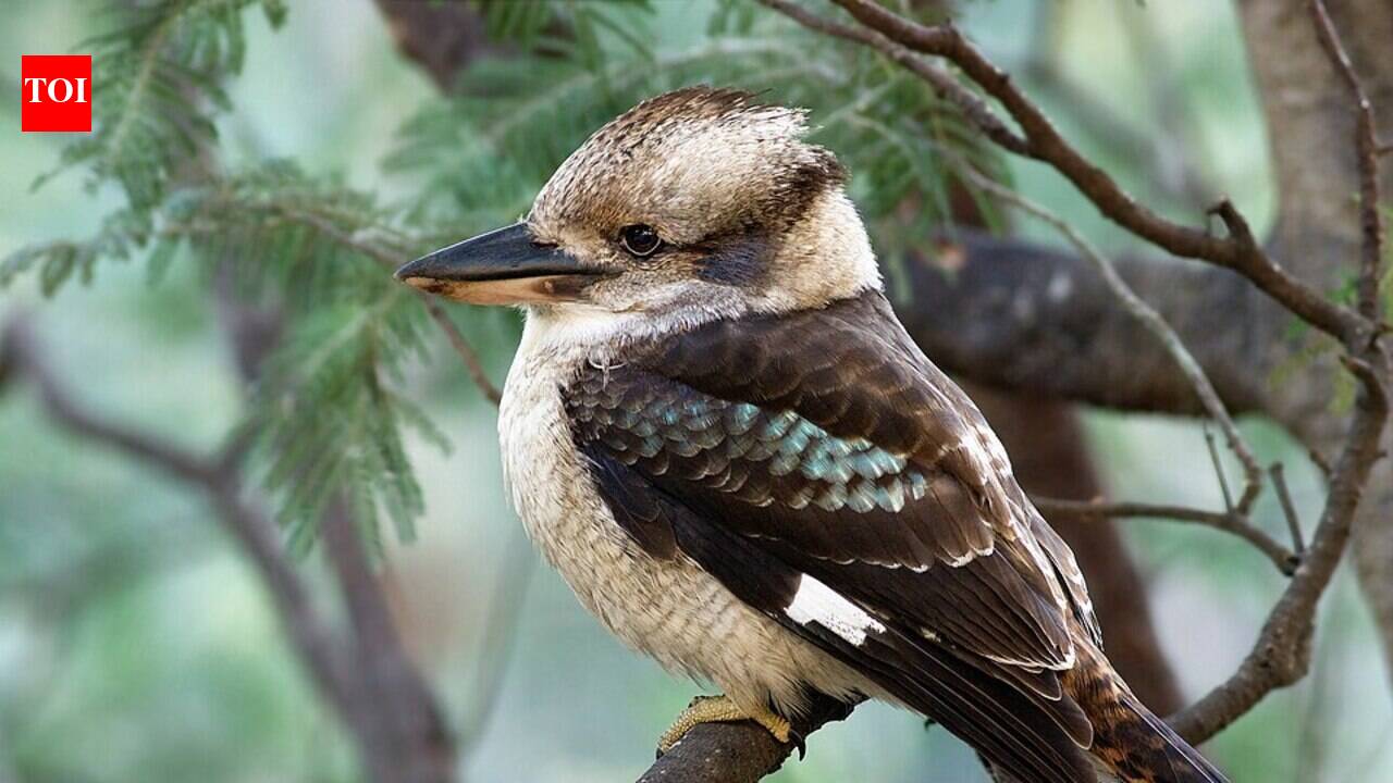 In 1897, Western Australia began releasing hundreds of eastern kookaburras to control snakes; they spread across the south-west and began hunting native birds, lizards and frogs
