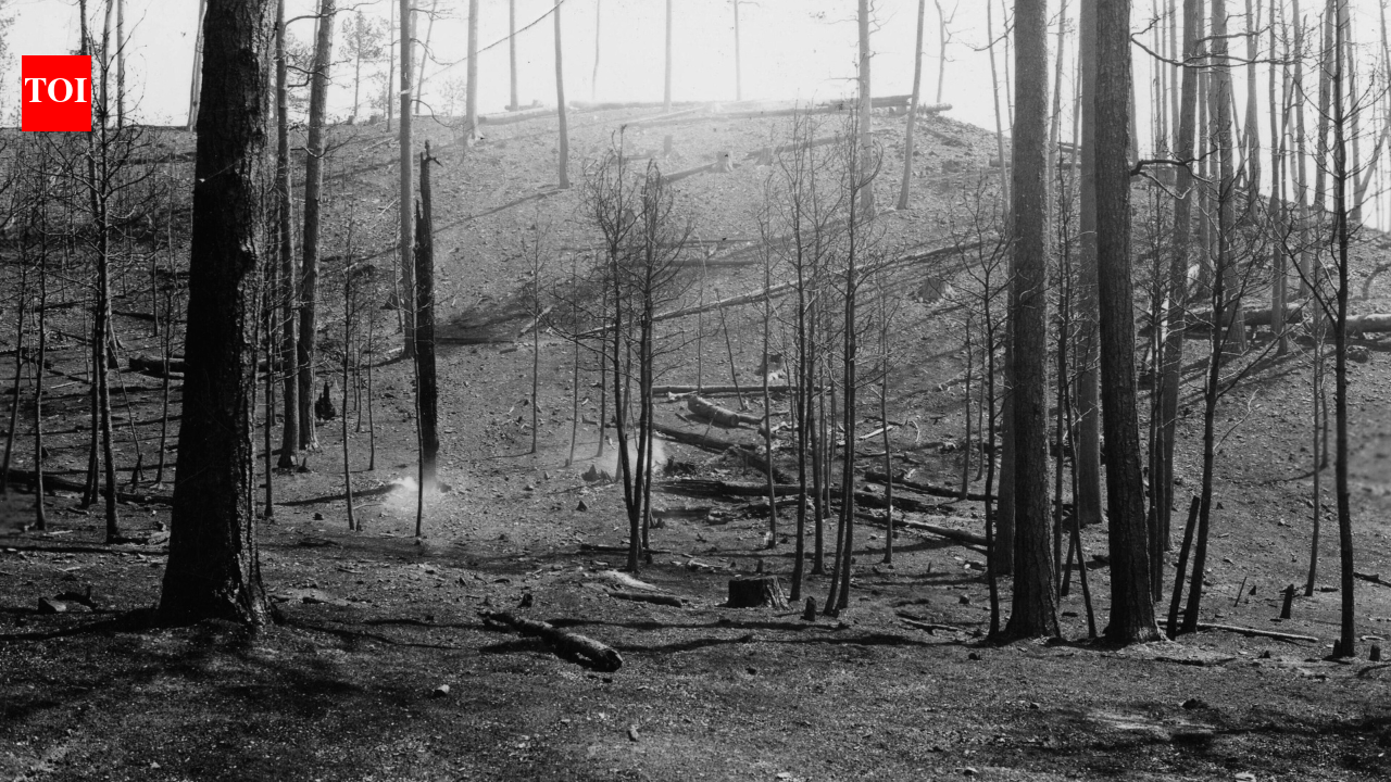 South Dakota’s 1939 McVey Fire burned 20,729 acres; foresters replanted it with non-native pine that grew deformed, and 80 years later, they are undoing the mistake