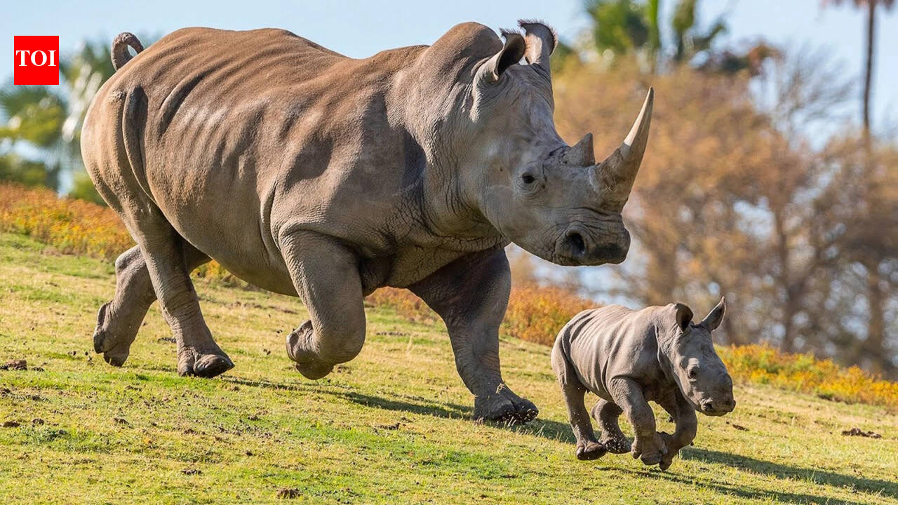 Six orphaned rhinos give birth after mothers were killed by poachers
