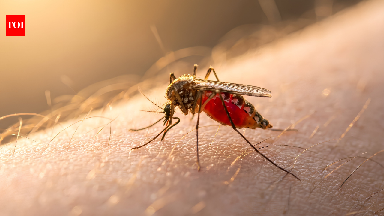 Dengue can look like a simple viral fever at first: Doctor reveals the warning signs that help tell the difference before complications begin