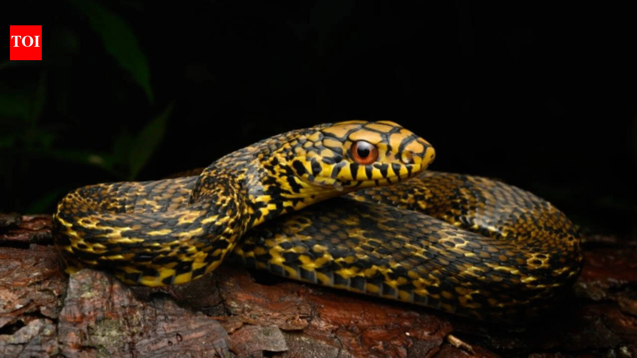 King ratsnake eats cobras and vipers. Its genome may explain how