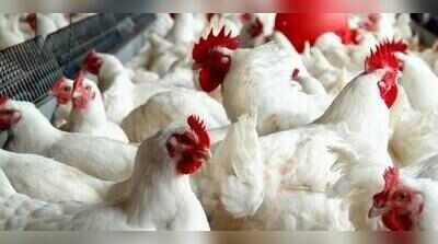 Broiler chicken traders in Tamil Nadu to suspend sales from July 31; yet to decide on closing shops in Chennai