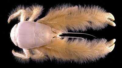 8 ocean creatures that can live without sunlight: From Giant tube worms to Hadal amphipods