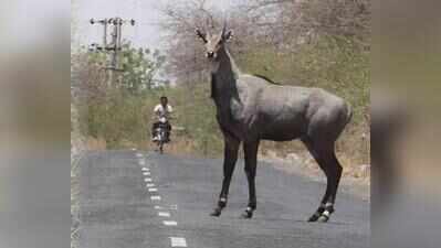 Biker dies after motorcycle hits nilgai in Buxar
