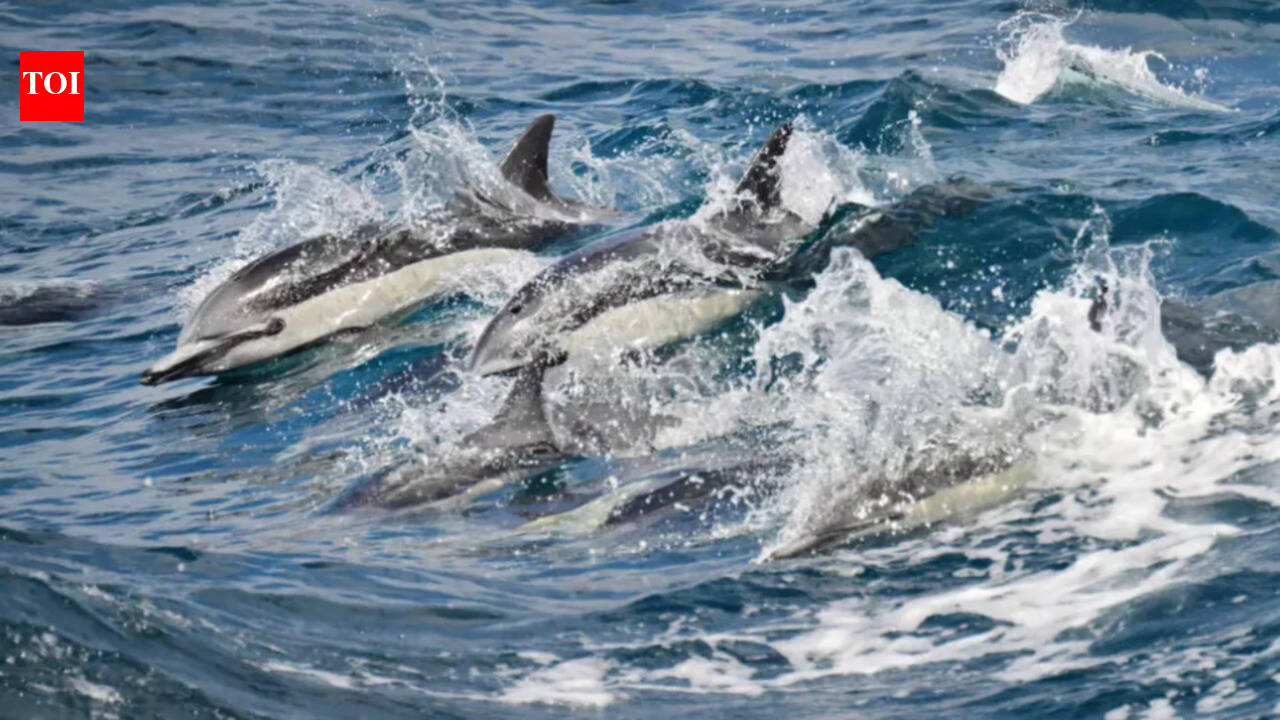 California ocean is 4°C hotter as whales vanish and pelicans starve