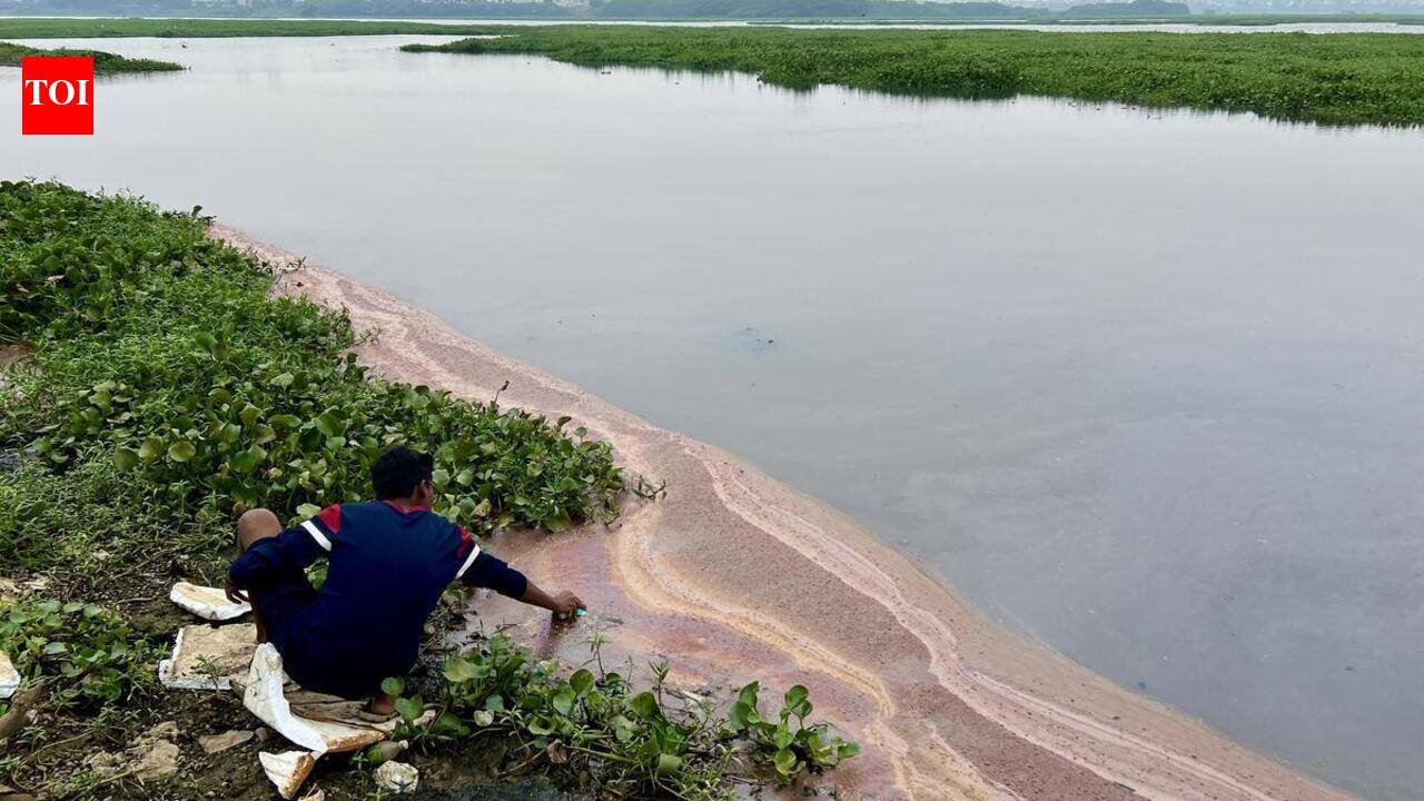 Korattur Lake movement urges minister to declare waterbody as bird sanctuary