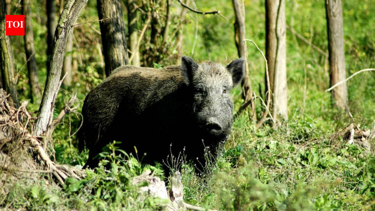 In 1802, an explorer released pigs on Kangaroo Island; 224 years later, Australia has removed them