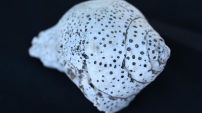 Tamil Nadu excavators unearth ancient shell industry off Gulf of Mannar