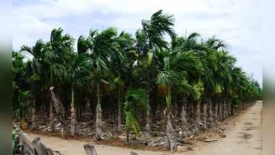 Arecanut growers report decline in leaf diseases