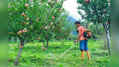 HP clears MIS for mango, citrus fruits and C-grade apple procurement
