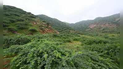 Centre: In 3 years, Haryana, Punjab & HP diverted 2,734-ha forest land