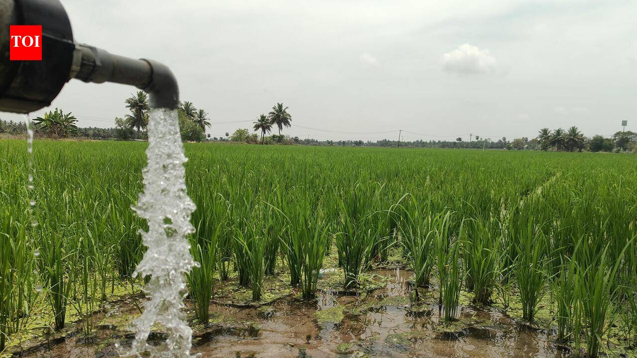 Delta farmers gamble on kuruvai crop amid Cauvery water crisis