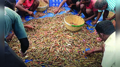 Solar shrimp season begins on a high in Salcete