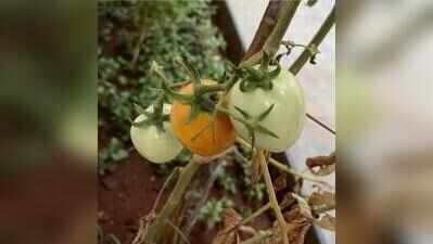 Home gardeners rush to nurseries as high humidity leads to surge in plant fungal diseases