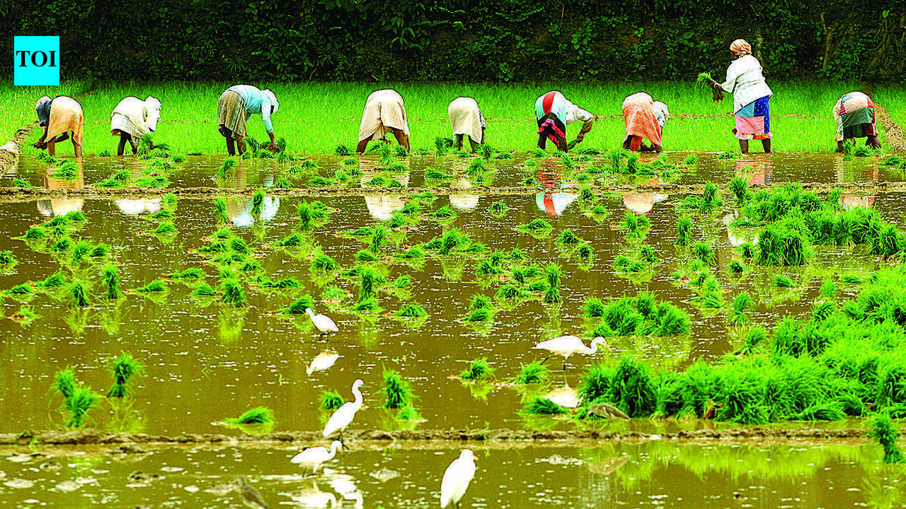 Raia’s centuries-old irrigation network flows again after four decades