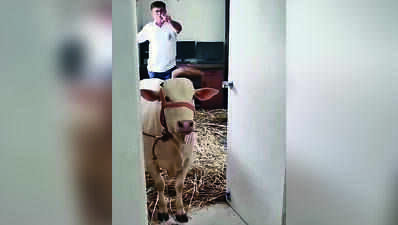 Moo-tual trust: Fire team walks three jittery cows down three floors in Ahmedabad